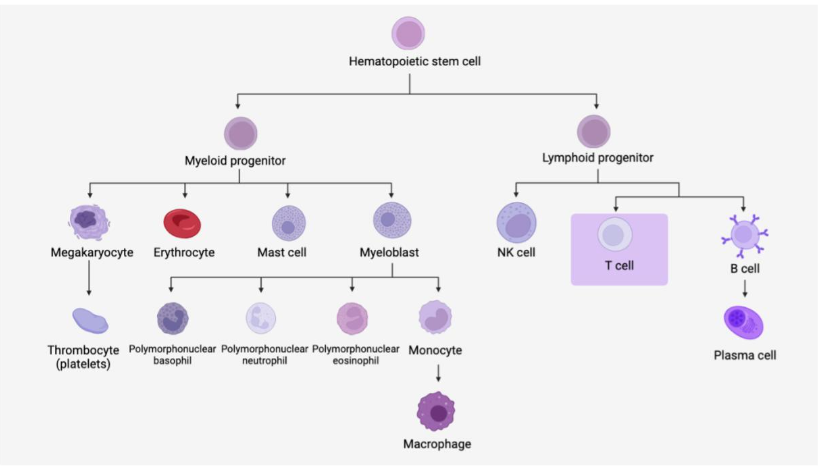 Hematopoiesis 3.4